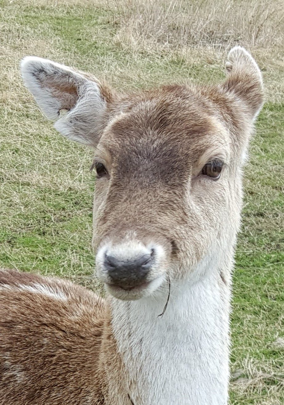 REVIEWING A MEMORABLE AND CAPTIVATING DAY AT THE SCOTTISH DEER CENTRE IN FIFE